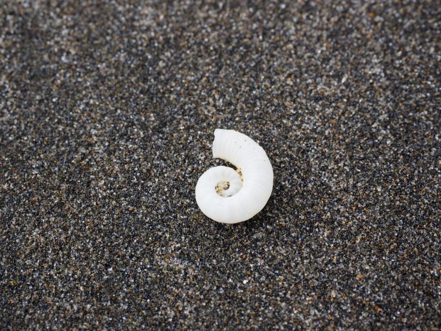 Naturaufnahme – Weg nach innen. Weißes Schneckenhaus auf schwarzem Sand. Copyright: echtlebenswert / Fotocredits: Familie Haubenhofer